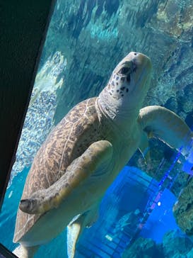 名古屋港水族館に投稿された画像（2023/7/29）