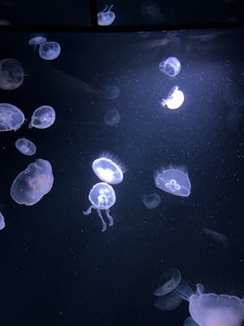 サンシャイン水族館に投稿された画像（2023/7/29）