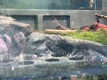 サンシャイン水族館に投稿された画像（2023/7/29）