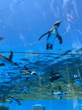 サンシャイン水族館に投稿された画像（2023/7/29）