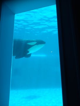 鴨川シーワールドに投稿された画像（2023/7/29）