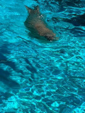 鴨川シーワールドに投稿された画像（2023/7/29）