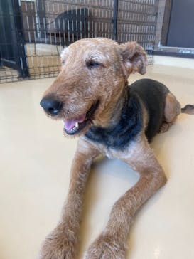 世界の名犬牧場に投稿された画像（2023/7/29）