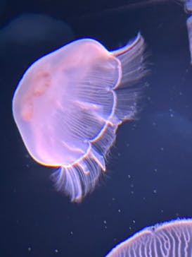 サンシャイン水族館に投稿された画像（2023/7/29）