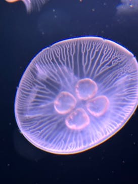 サンシャイン水族館に投稿された画像（2023/7/29）