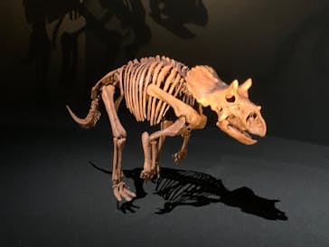 DinoScience 恐竜科学博 2023@TOKYO MIDTOWNに投稿された画像（2023/7/29）