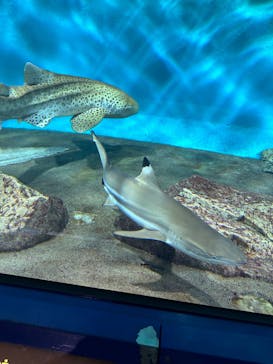 アクアワールド茨城県大洗水族館に投稿された画像（2023/7/29）