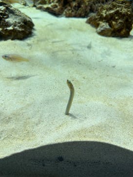 アクアワールド茨城県大洗水族館に投稿された画像（2023/7/29）