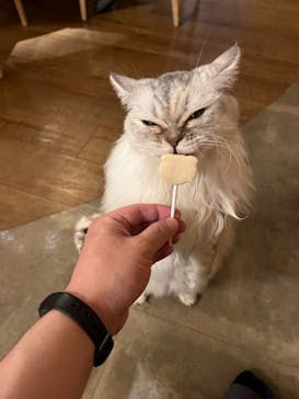 猫カフェモカ　新宿店に投稿された画像（2023/7/29）