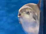 仙台うみの杜水族館に投稿された画像（2023/7/29）