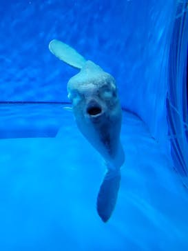 アクアワールド茨城県大洗水族館に投稿された画像（2023/7/29）