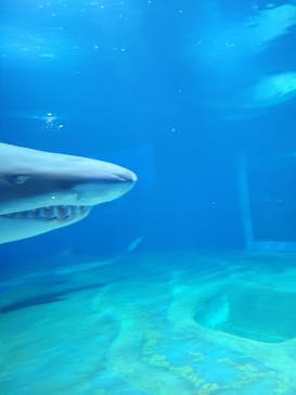 アクアワールド茨城県大洗水族館に投稿された画像（2023/7/29）
