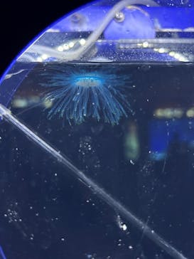 新江ノ島水族館に投稿された画像（2023/7/29）