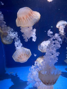 新江ノ島水族館に投稿された画像（2023/7/29）