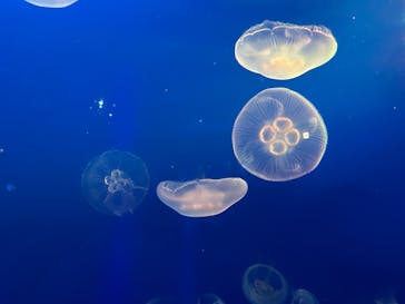 新江ノ島水族館に投稿された画像（2023/7/29）