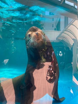 サンシャイン水族館に投稿された画像（2023/7/29）