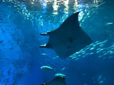 沖縄美ら海水族館に投稿された画像（2023/7/29）