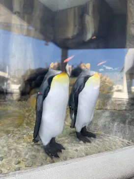 仙台うみの杜水族館に投稿された画像（2023/7/29）