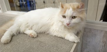 猫カフェモカ　町田ジョルナ店に投稿された画像（2023/7/29）