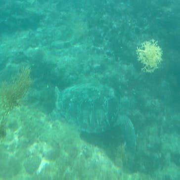 串本海中公園水族館に投稿された画像（2023/7/29）