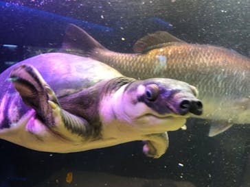 カワスイ 川崎⽔族館に投稿された画像（2023/7/29）