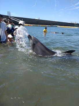 日間賀島ドルフィンビーチに投稿された画像（2023/7/29）