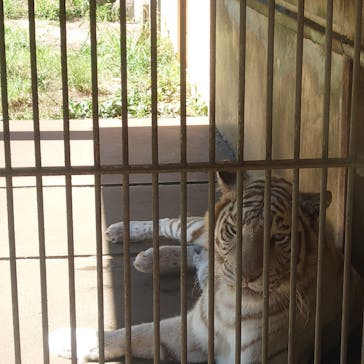 伊豆アニマルキングダムに投稿された画像（2023/7/29）