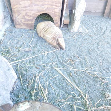 伊豆アニマルキングダムに投稿された画像（2023/7/29）