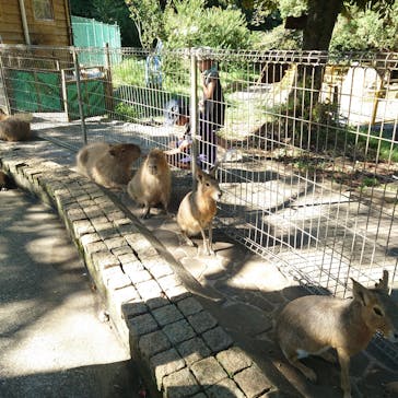伊豆アニマルキングダムに投稿された画像（2023/7/29）