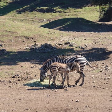 伊豆アニマルキングダムに投稿された画像（2023/7/29）