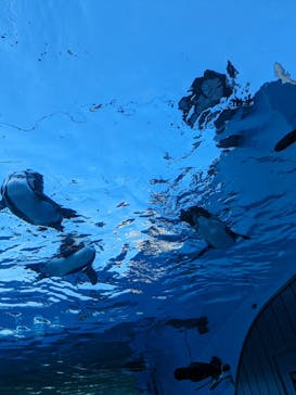 サンシャイン水族館に投稿された画像（2023/7/29）