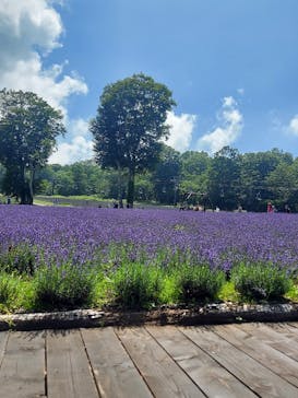 たんばらラベンダーパークに投稿された画像（2023/7/29）