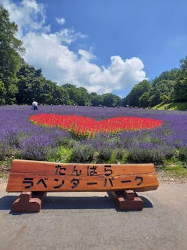 たんばらラベンダーパークに投稿された画像（2023/7/29）