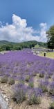 たんばらラベンダーパークに投稿された画像（2023/7/29）