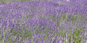 たんばらラベンダーパークに投稿された画像（2023/7/29）