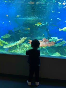 しながわ水族館に投稿された画像（2023/7/29）