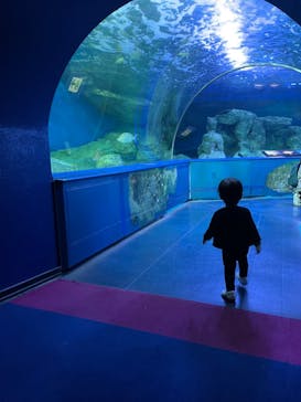 しながわ水族館に投稿された画像（2023/7/29）