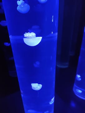 サンシャイン水族館に投稿された画像（2023/7/29）