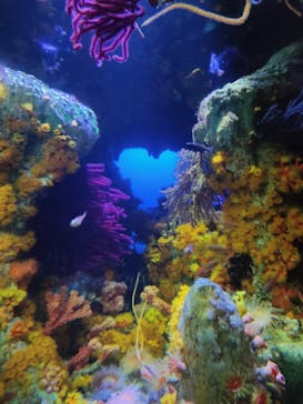 サンシャイン水族館に投稿された画像（2023/7/29）