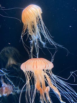サンシャイン水族館に投稿された画像（2023/7/29）
