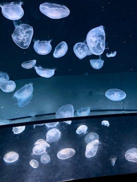 サンシャイン水族館に投稿された画像（2023/7/29）