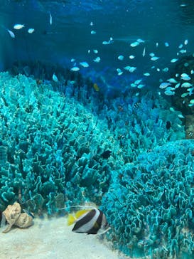 サンシャイン水族館に投稿された画像（2023/7/29）