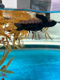 名古屋港水族館に投稿された画像（2023/7/29）