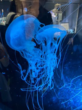 名古屋港水族館に投稿された画像（2023/7/29）