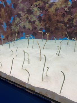 沖縄美ら海水族館に投稿された画像（2023/7/29）