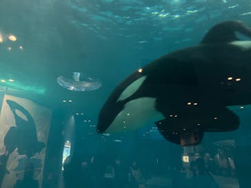 名古屋港水族館に投稿された画像（2023/7/29）
