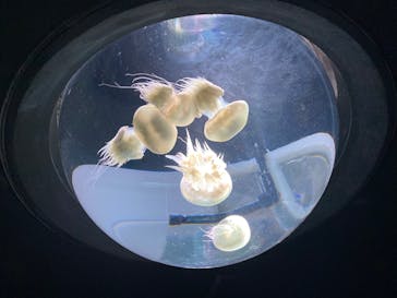 サンシャイン水族館に投稿された画像（2023/7/29）