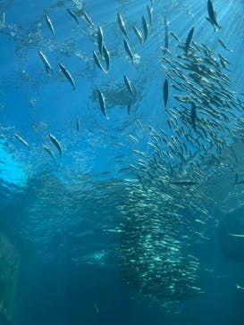 下田海中水族館に投稿された画像（2023/7/29）