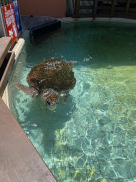 下田海中水族館に投稿された画像（2023/7/29）