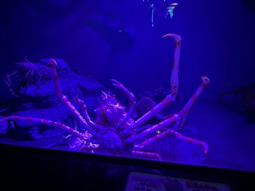 新江ノ島水族館に投稿された画像（2023/7/29）